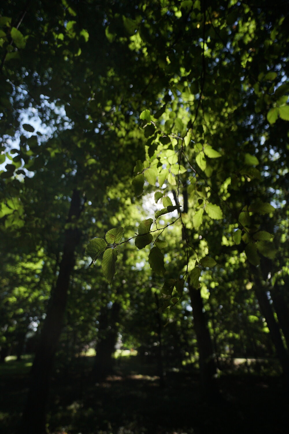 Photo #14085518