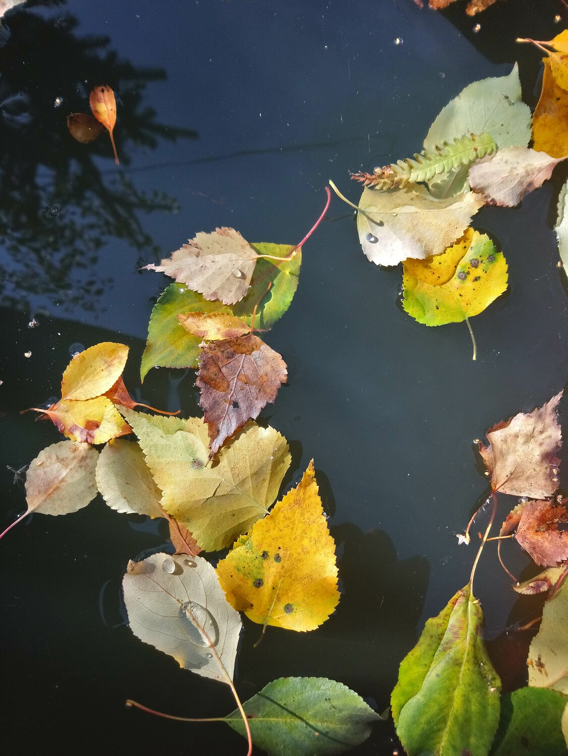 Photo #14085594