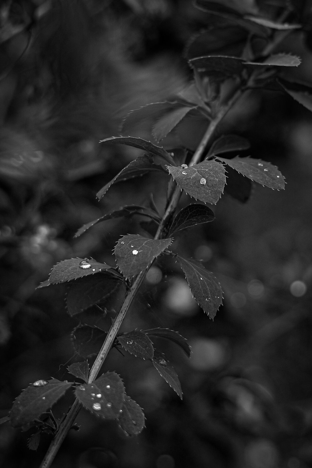 Photo #14085596