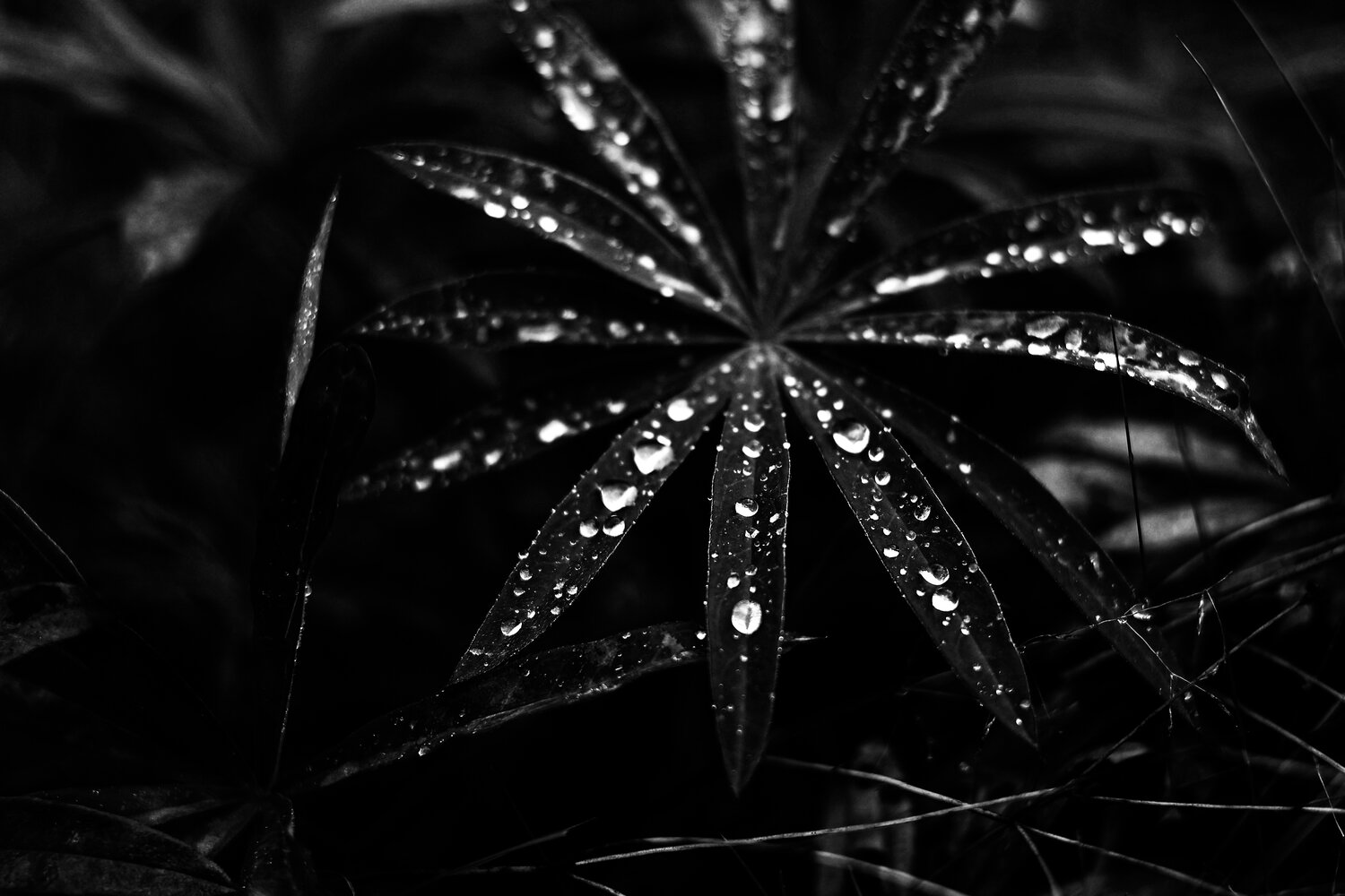 Photo #14085598