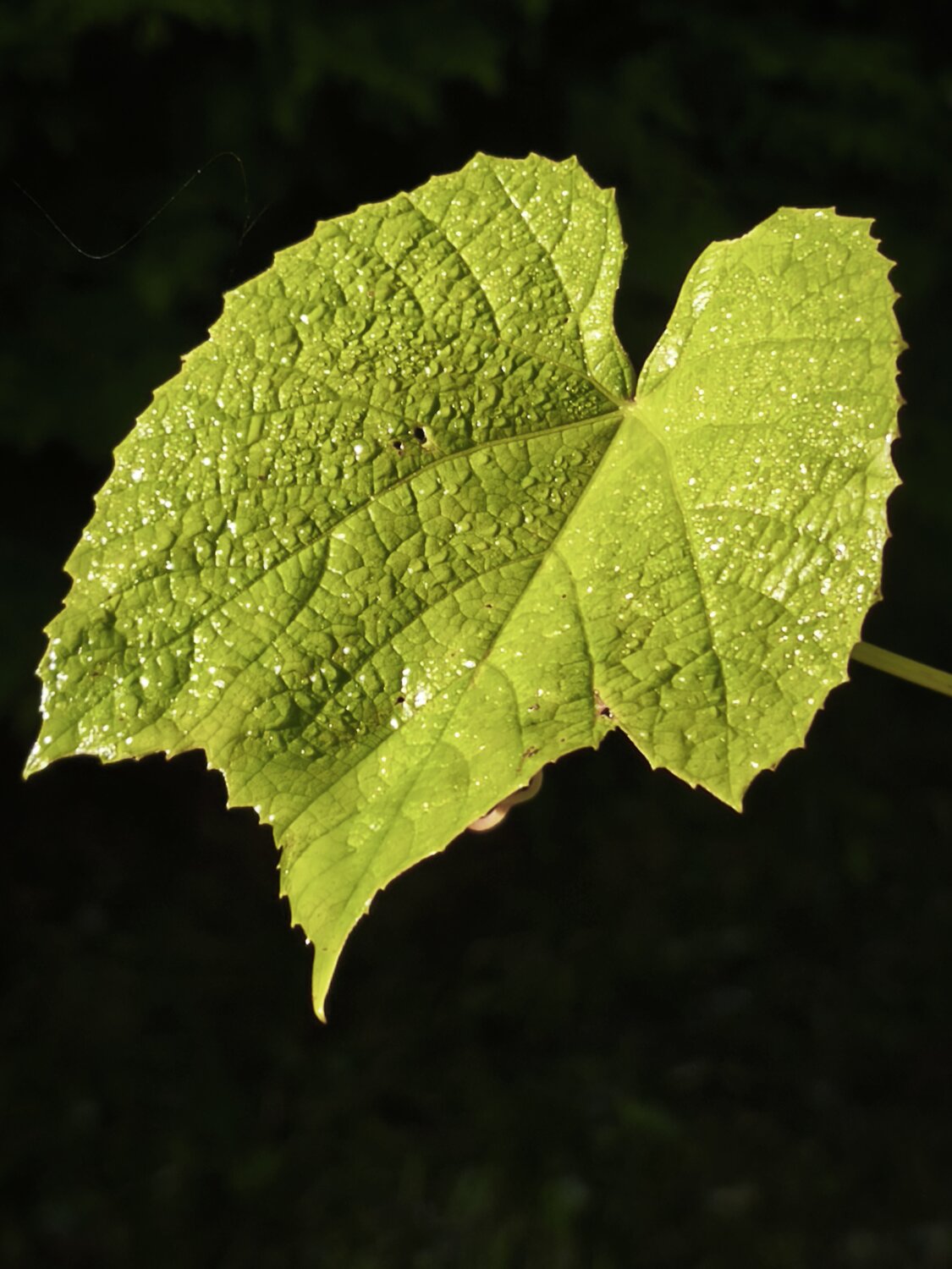 Photo #14085604