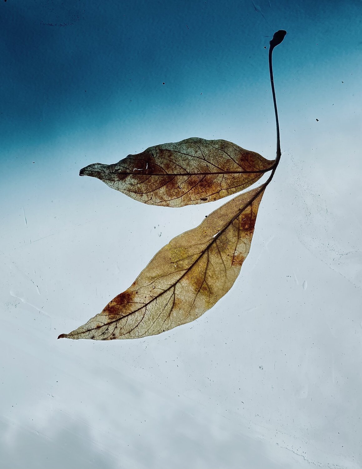 Photo #14085728
