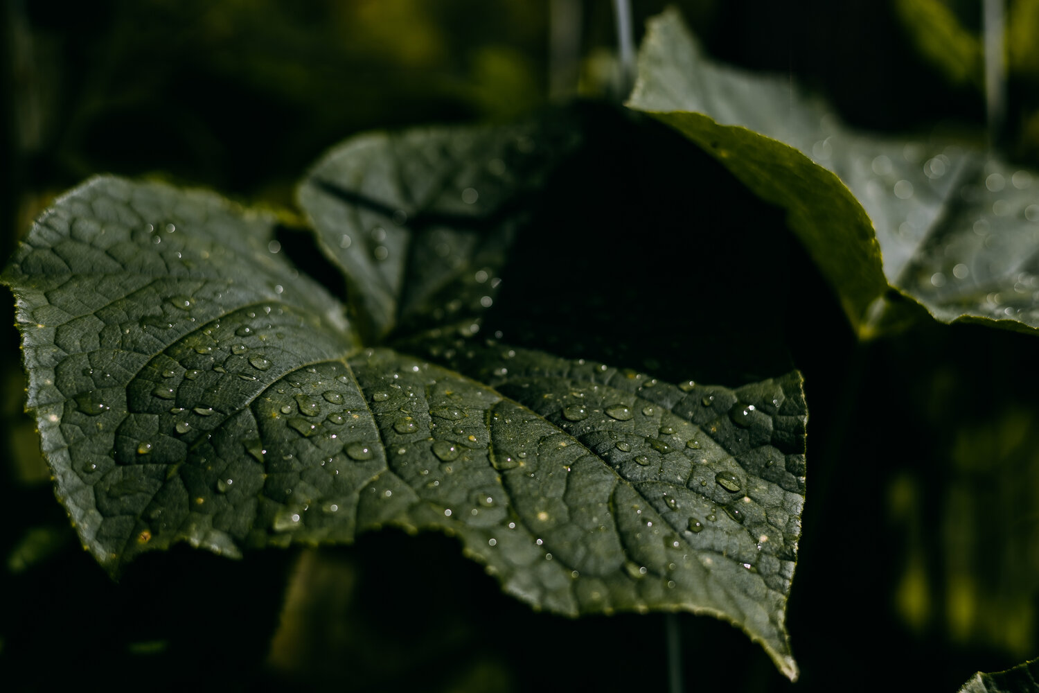 Photo #14085732