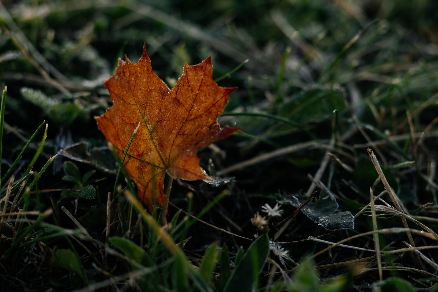 Photo #14085754