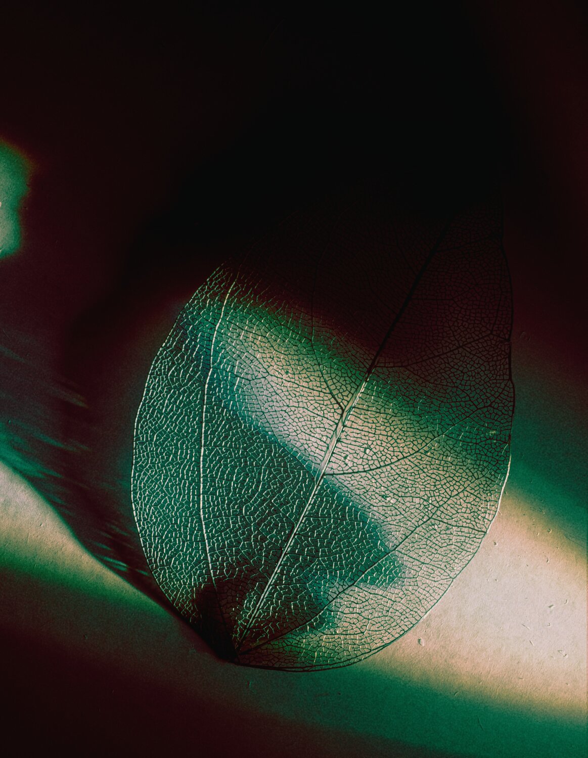 Photo #14085790