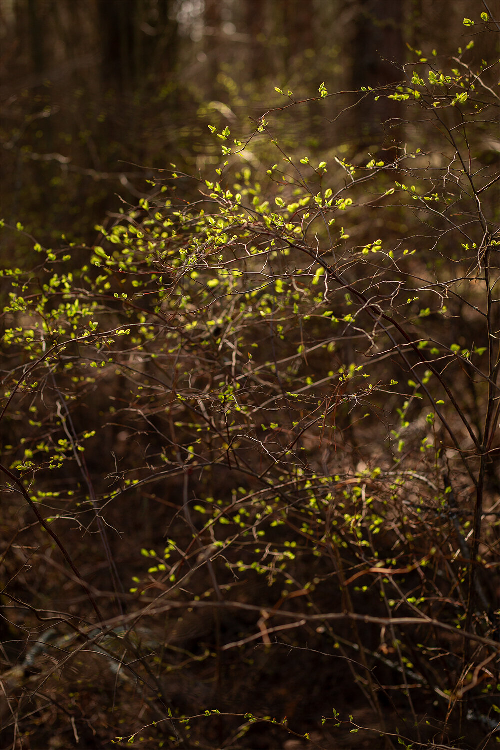 Photo #14085835