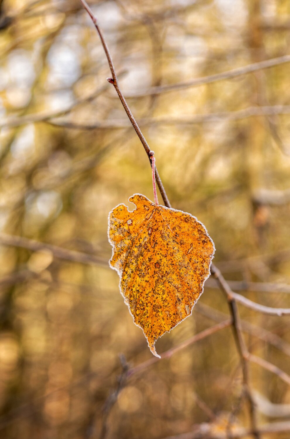 Photo #14085867
