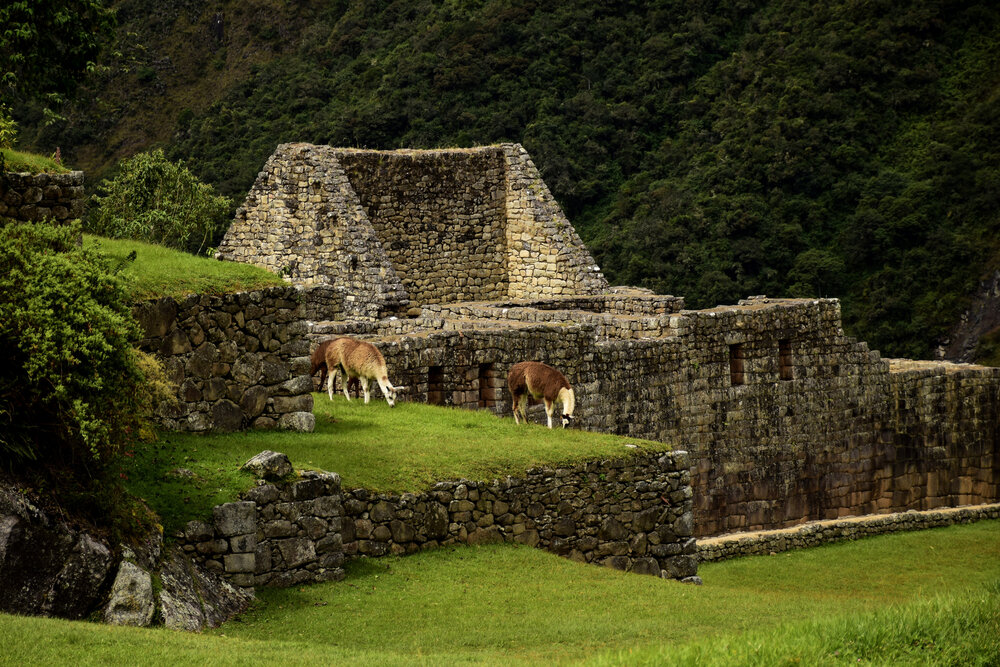 Llamas entre las ruinas