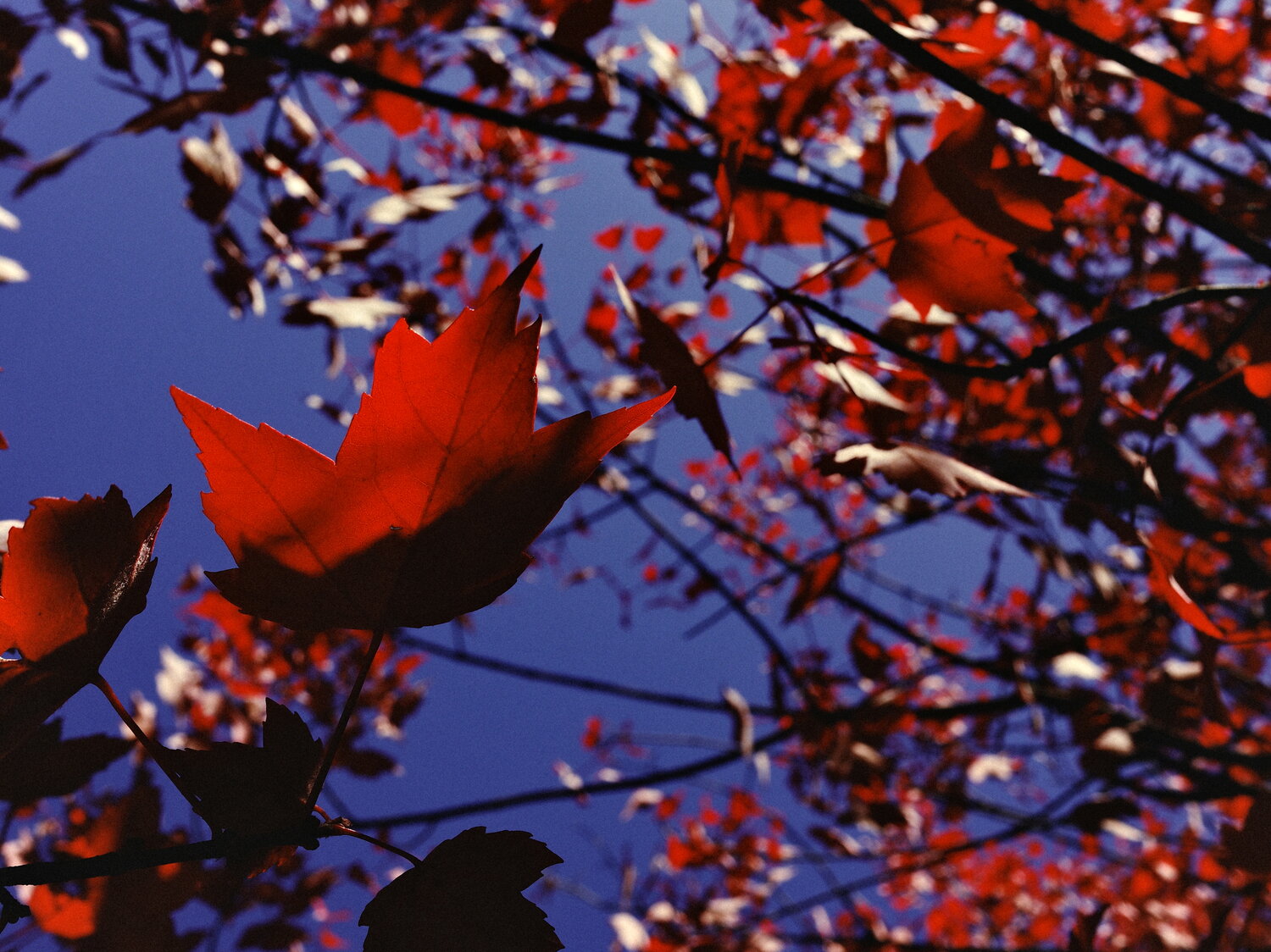 Photo #14085940