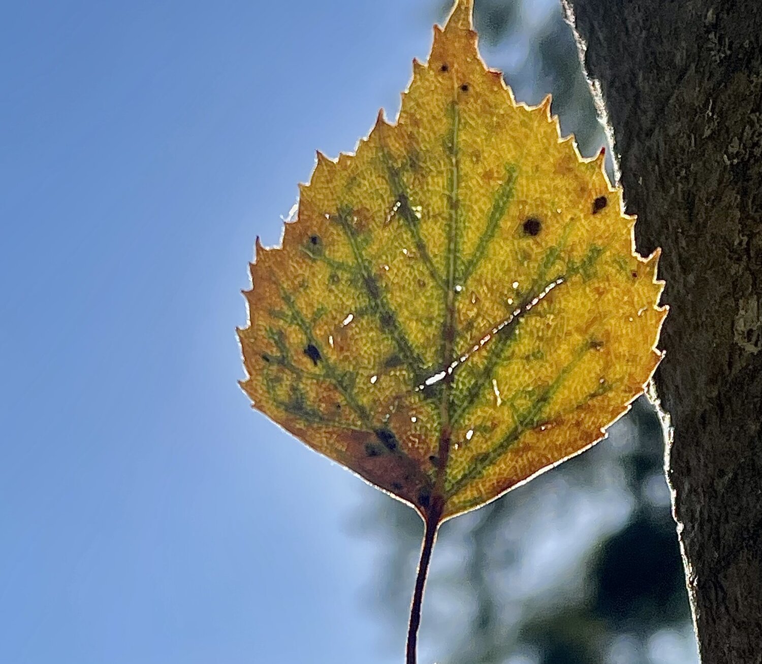Photo #14085946
