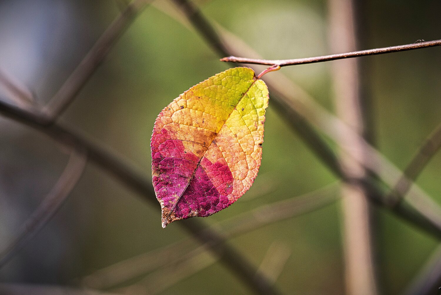 Photo #14085948