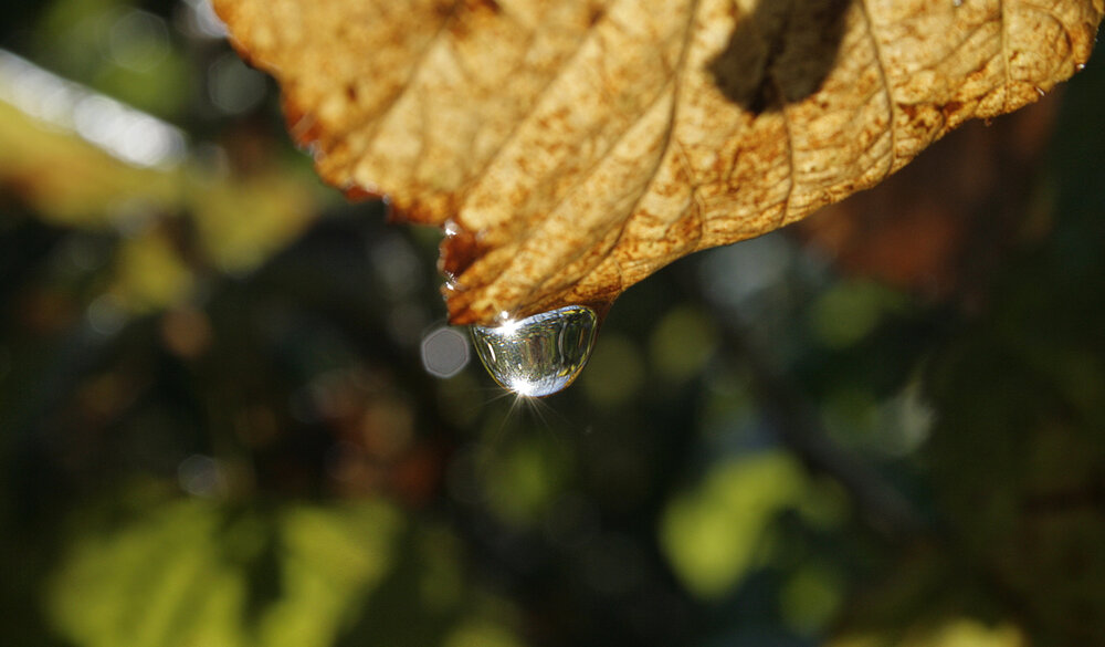 Photograph by Парк Юрский