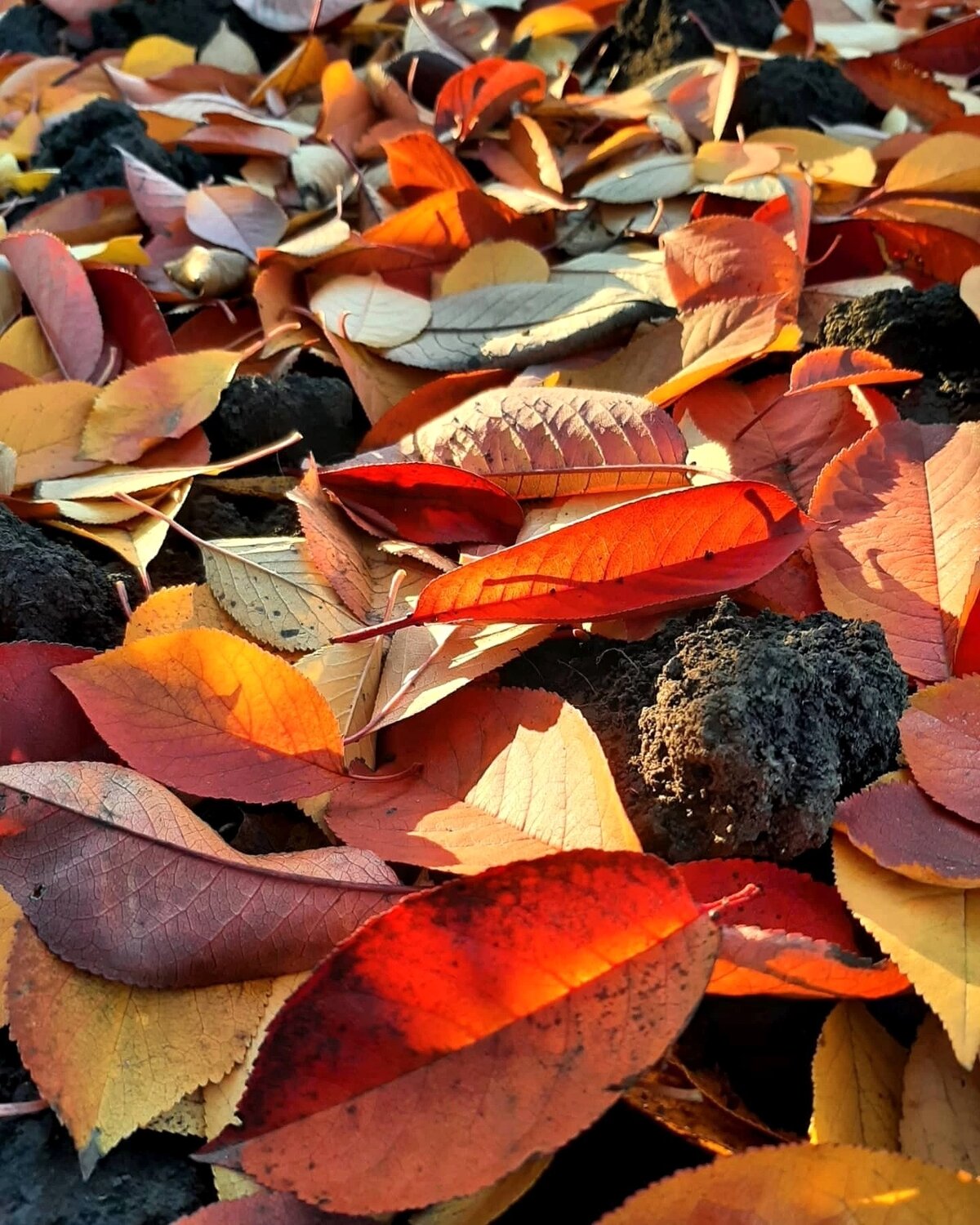 Photo #14086014
