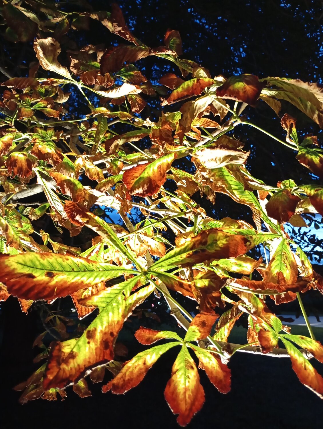 Photo #14086018