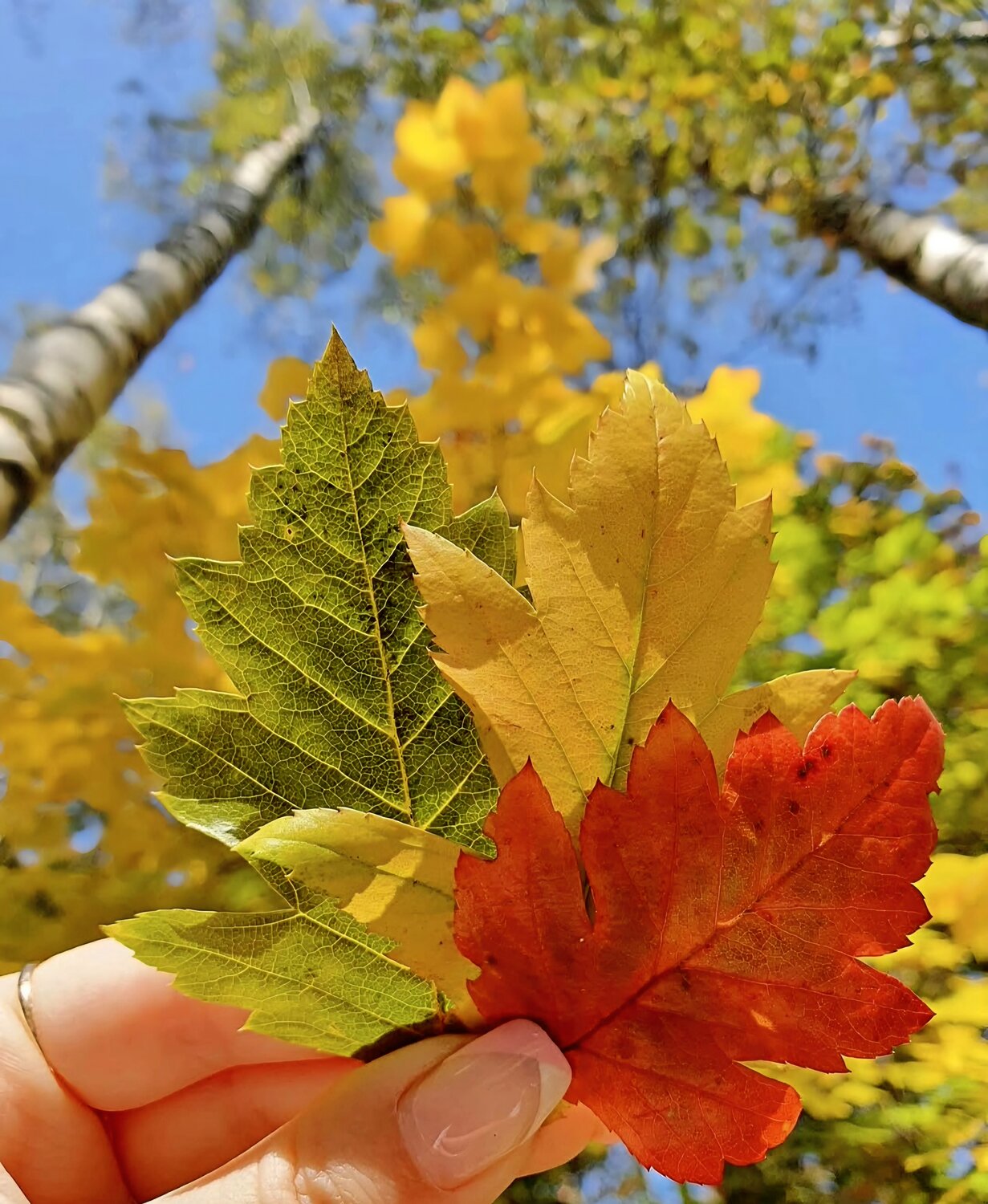 Photo #14086039