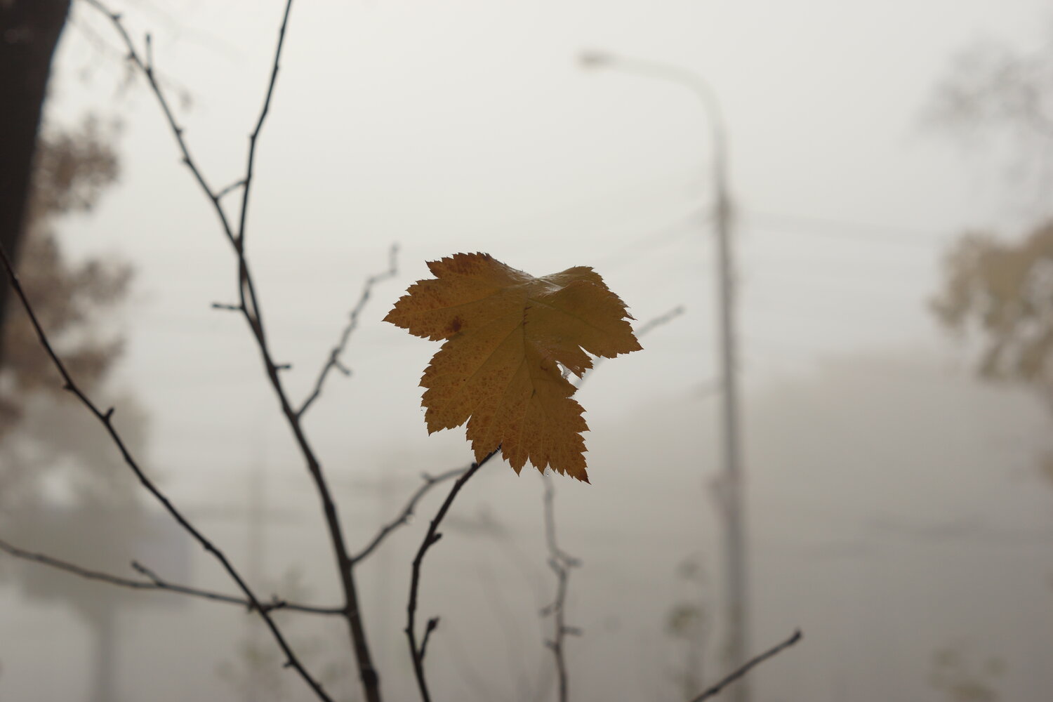 Photo #14086064