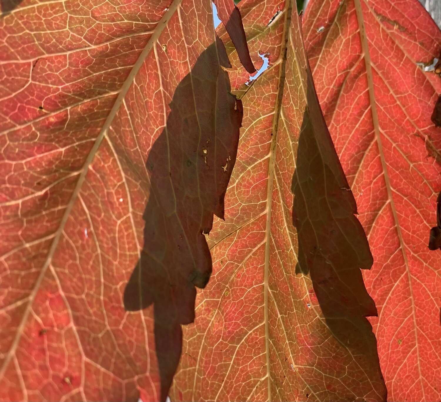 Photo #14086071