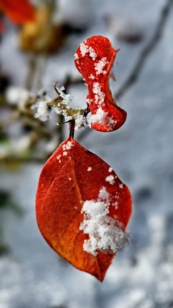 Photograph by Михаил Свиденцов