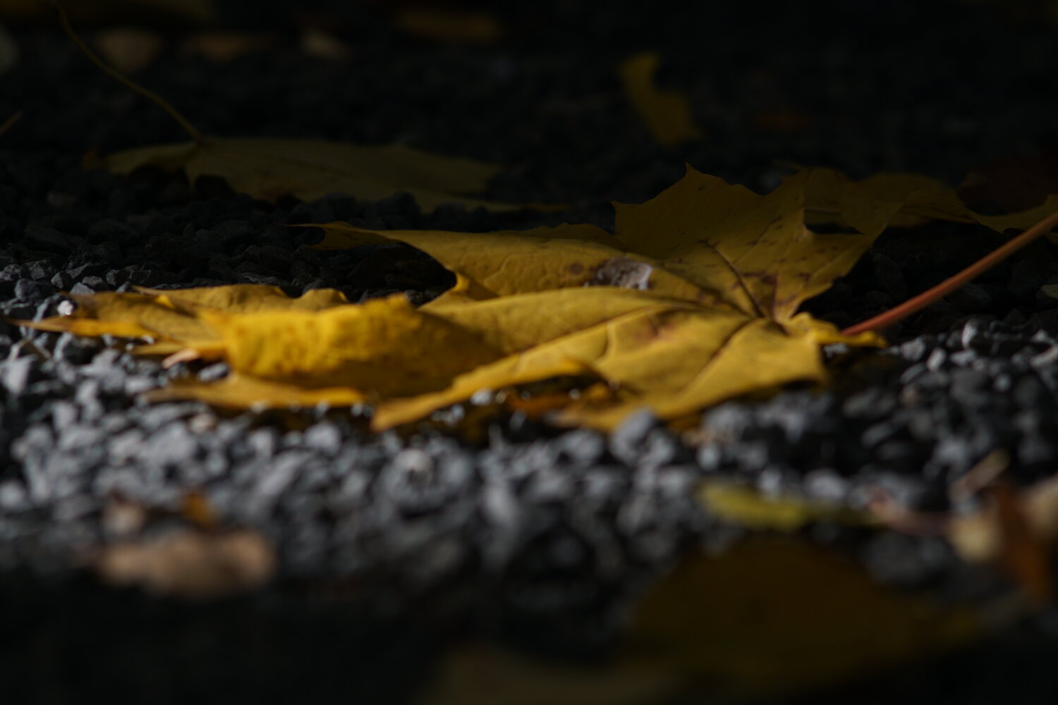 Photo #14086124