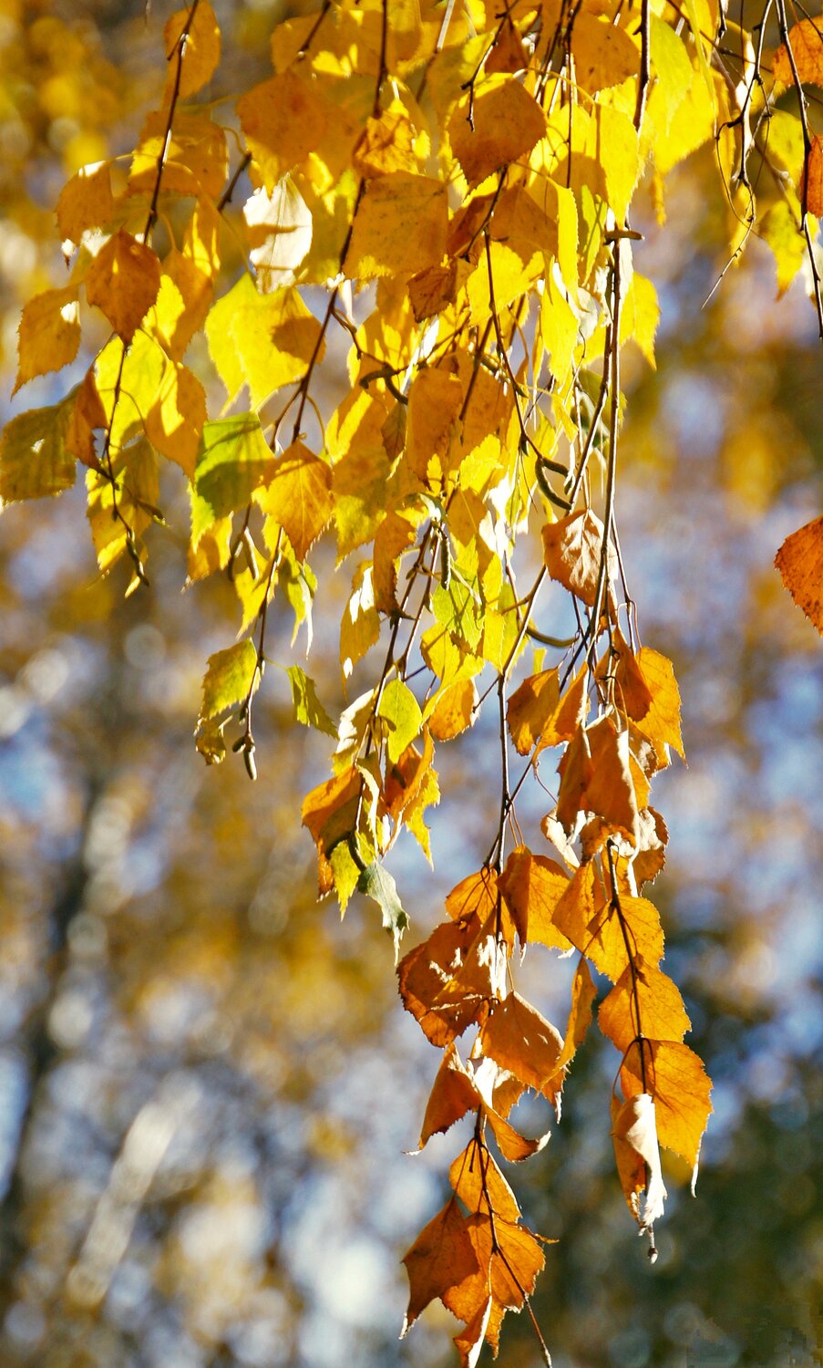 Photo #14086137