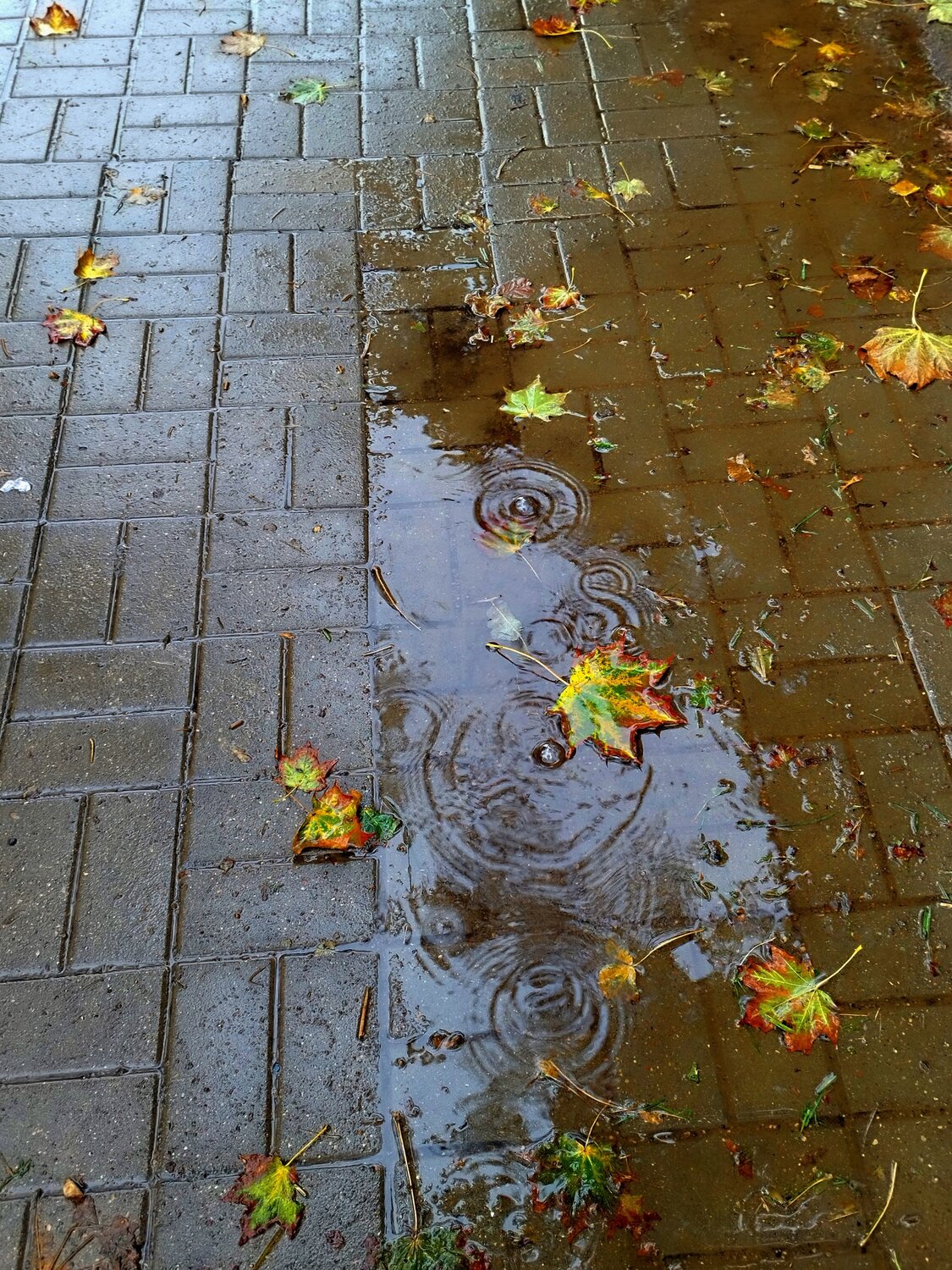Photo #14086162