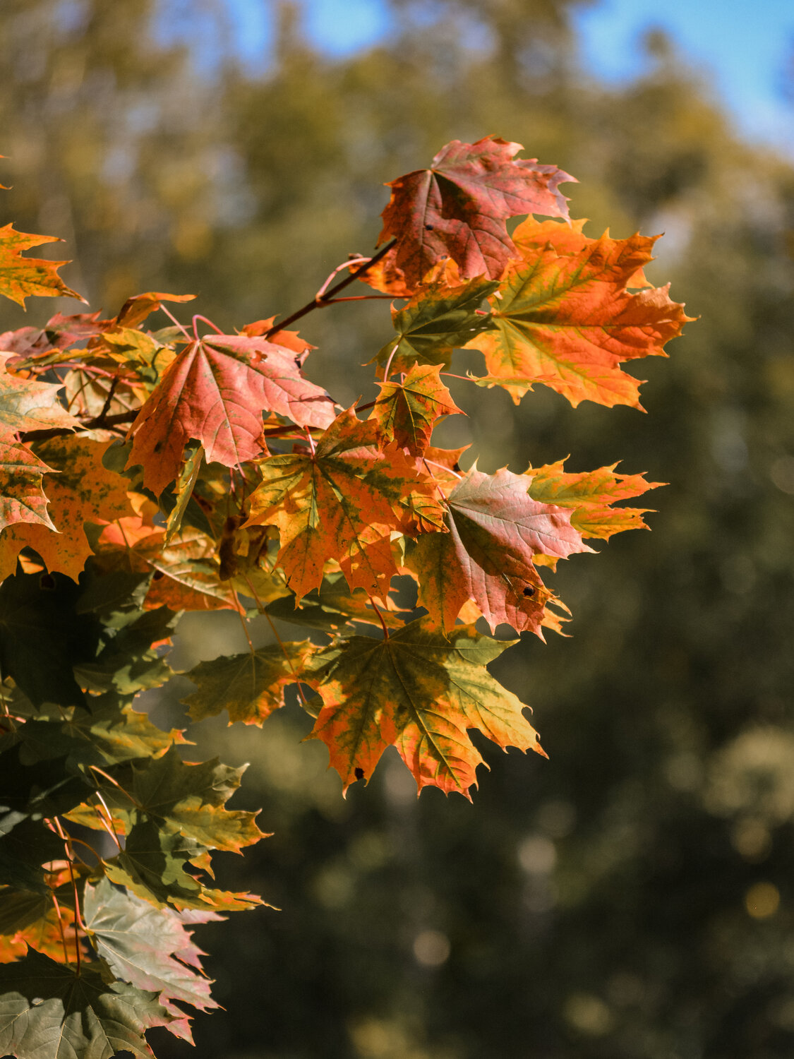 Photo #14086362