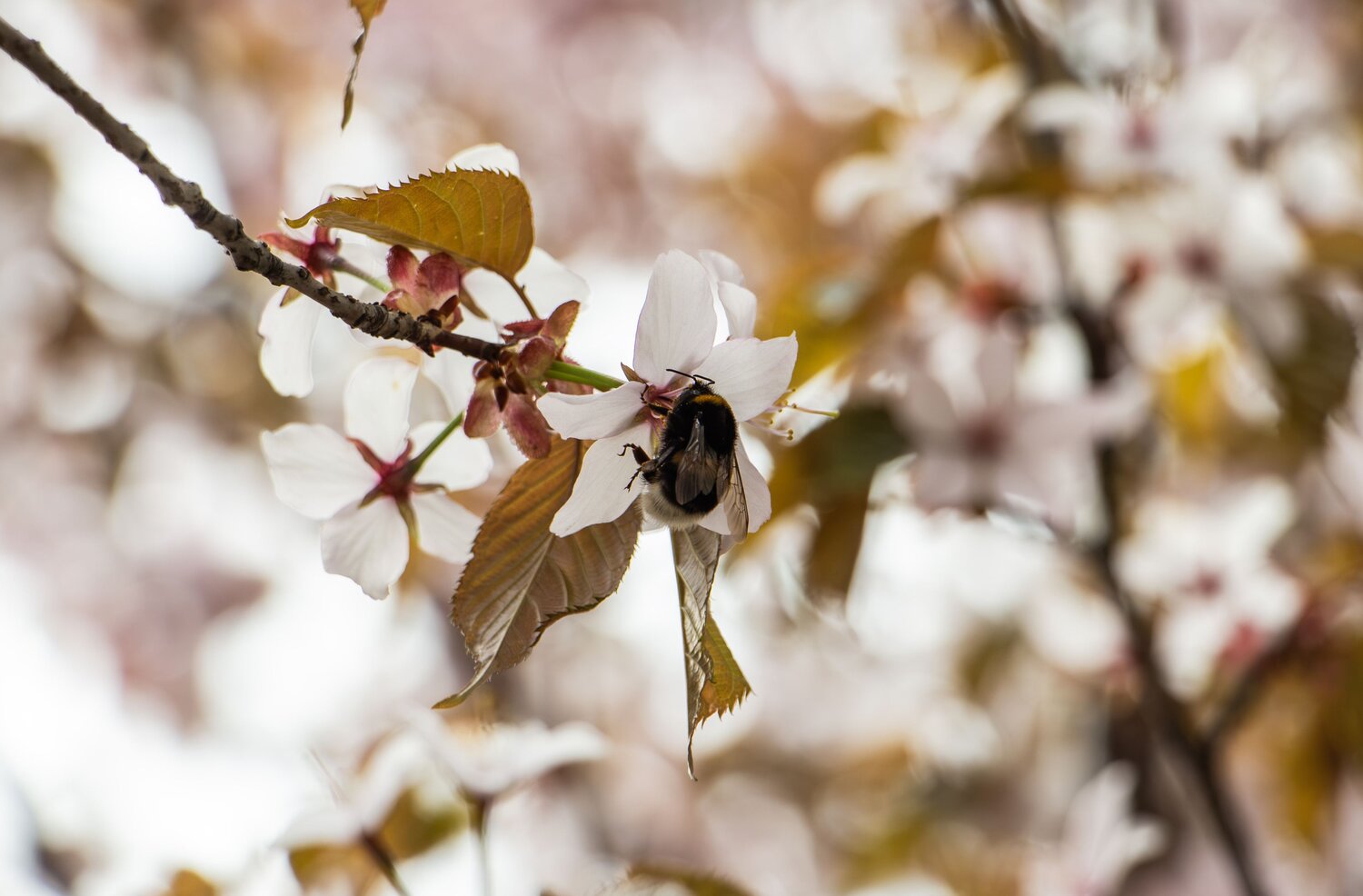 Photo #14086410
