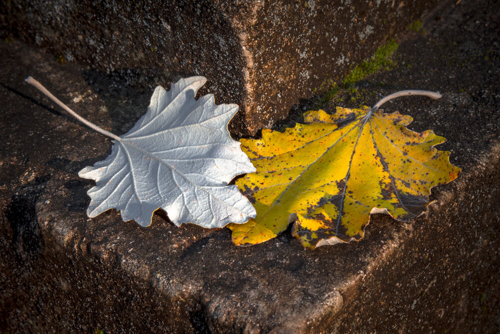 Photograph by Сергей Алексеев