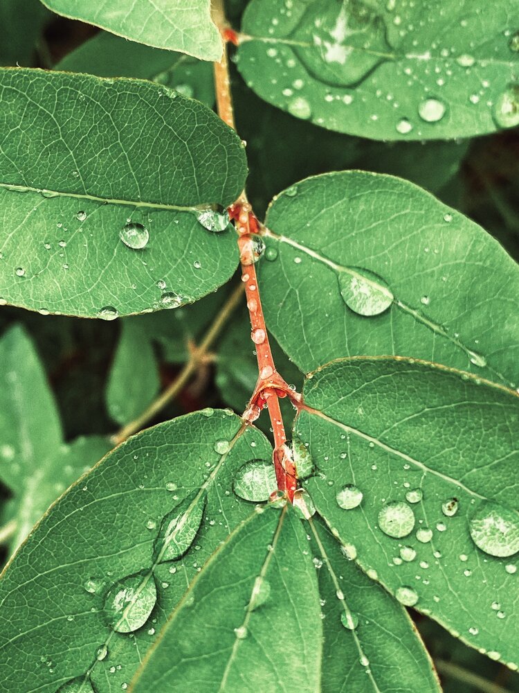 Photograph by Евгения Никишина