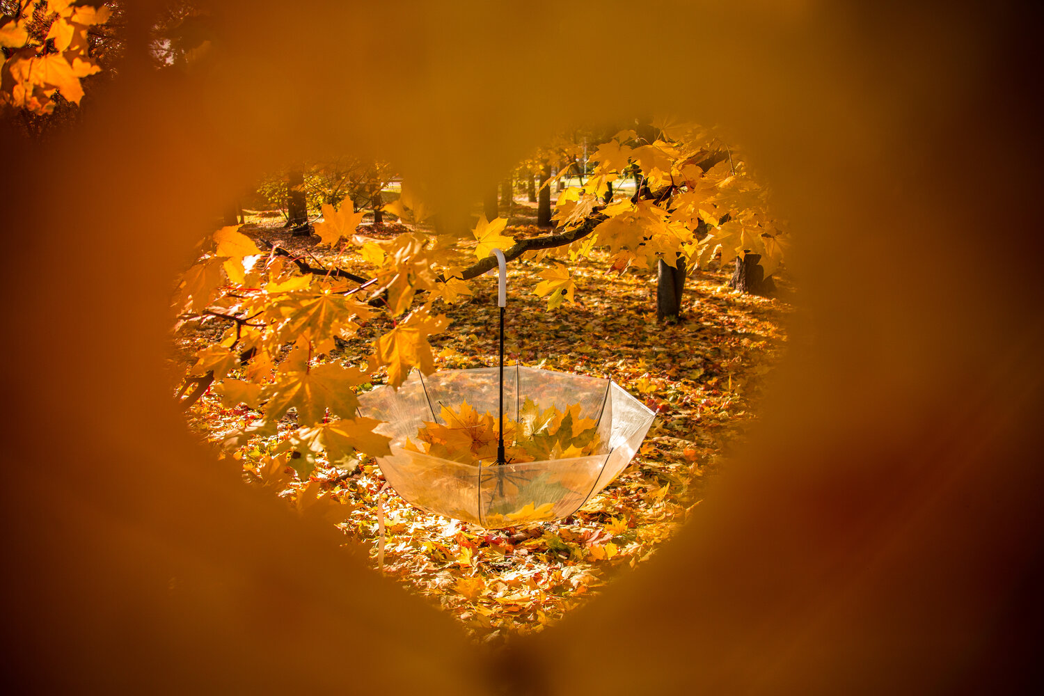 Photo #14086529