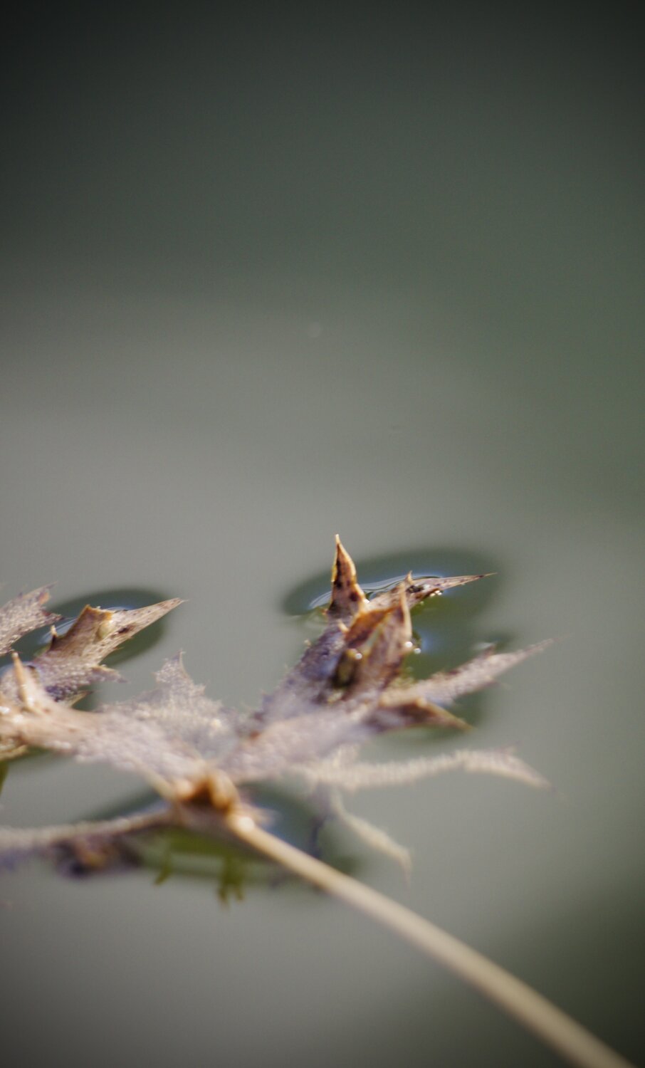 Photo #14086588