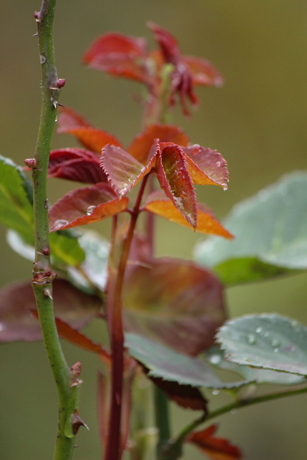 Photo #14086599