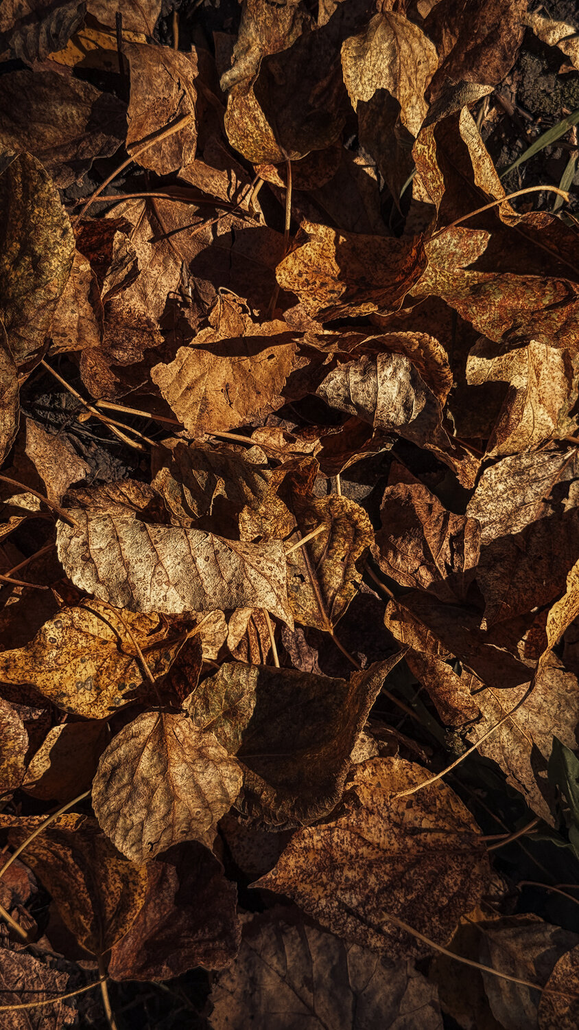 Photo #14086677