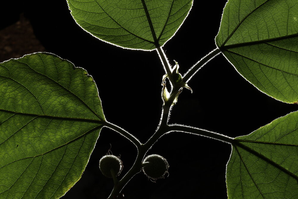 Photograph by Hamidreza zakeri