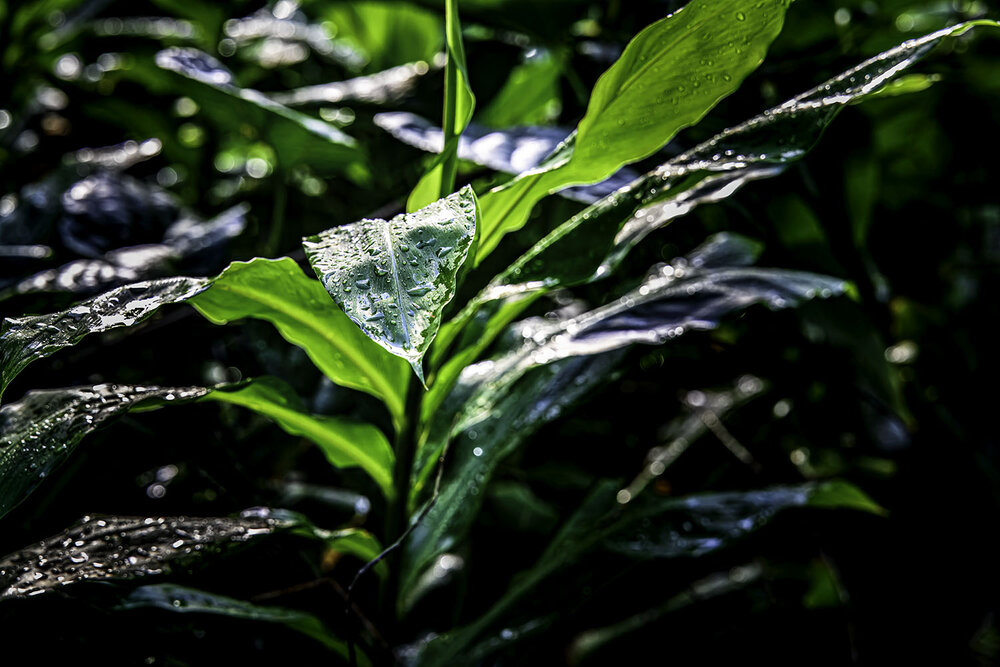 Photograph by Ray Asiala