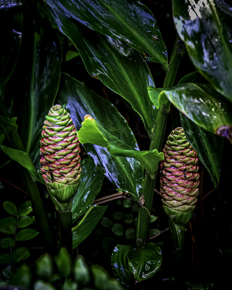 Photograph by Ray Asiala