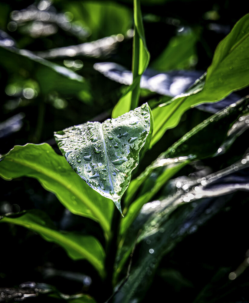 Photograph by Ray Asiala