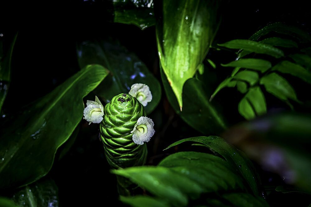 Photograph by Ray Asiala