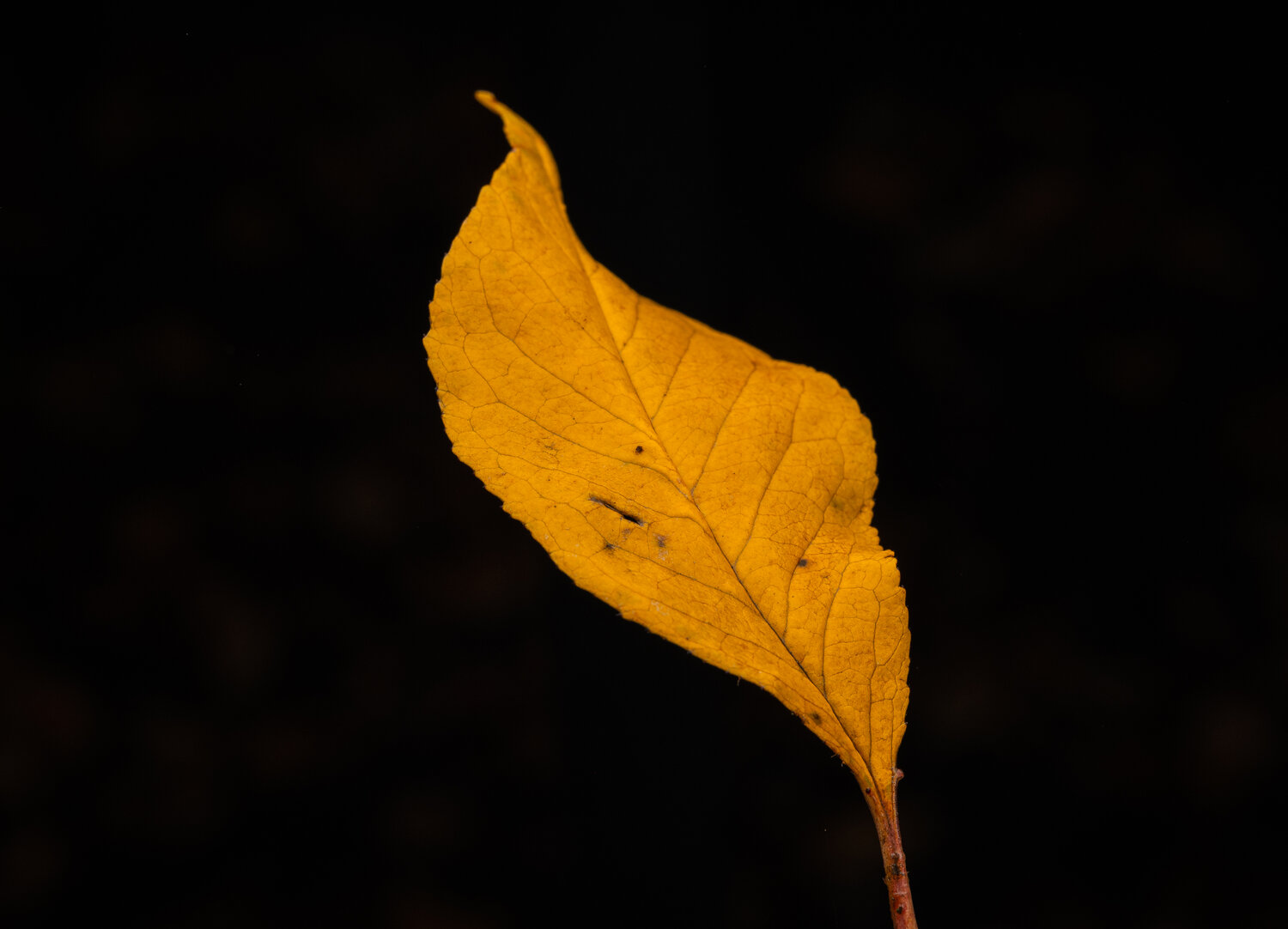 Photo #14086841