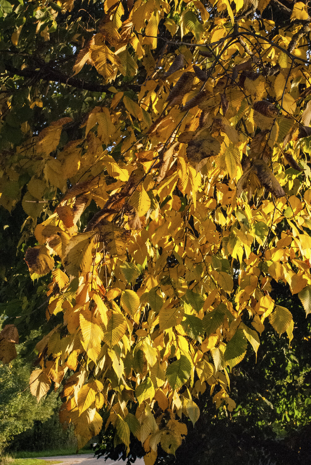 Photo #14086844