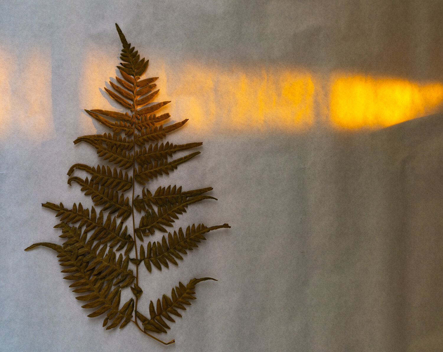 Photo #14086860