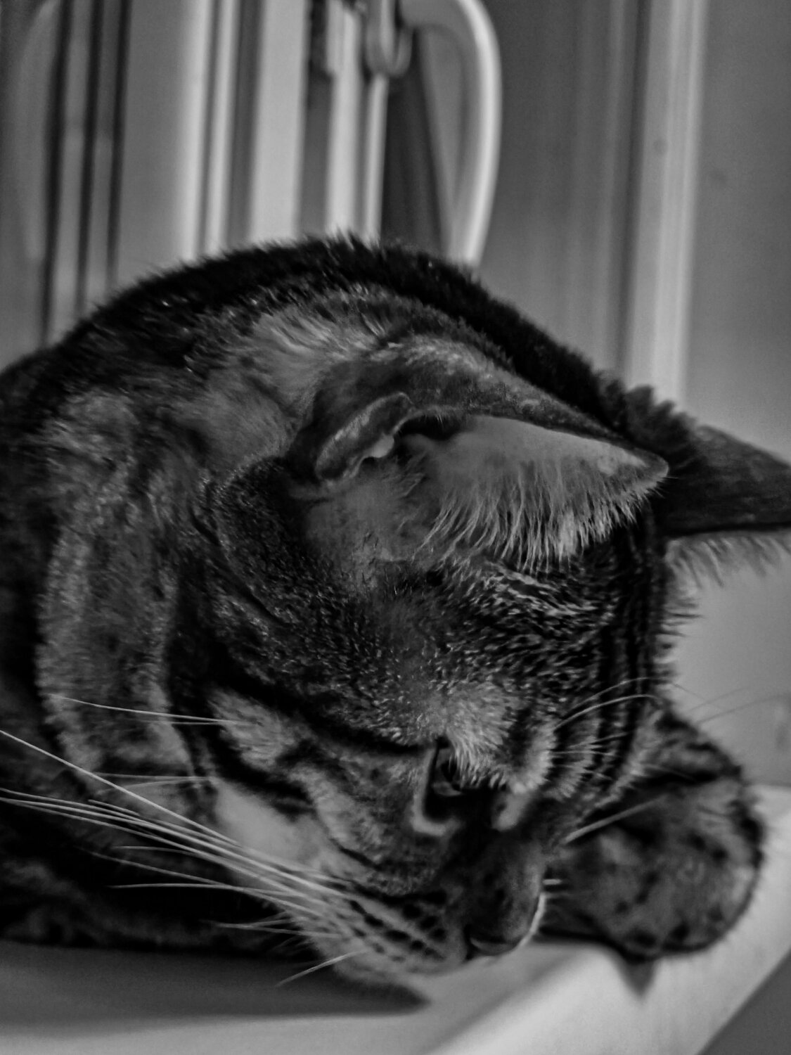 Photo #14086896