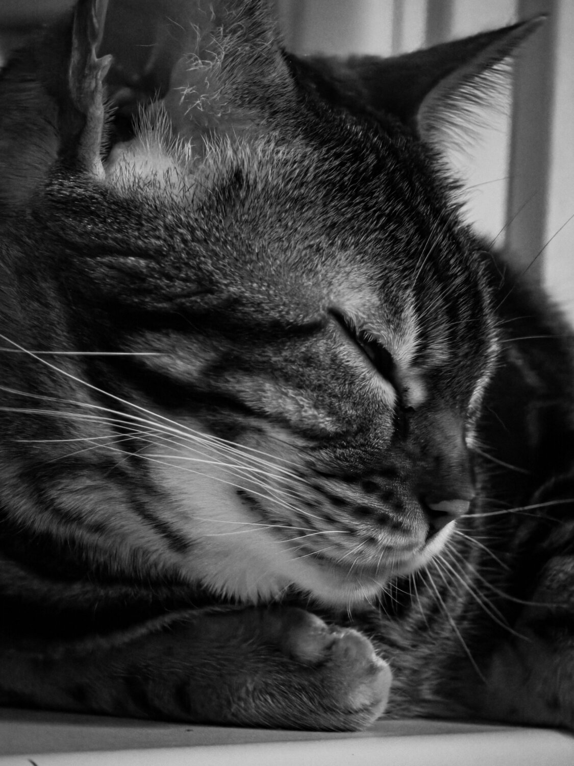 Photo #14086897