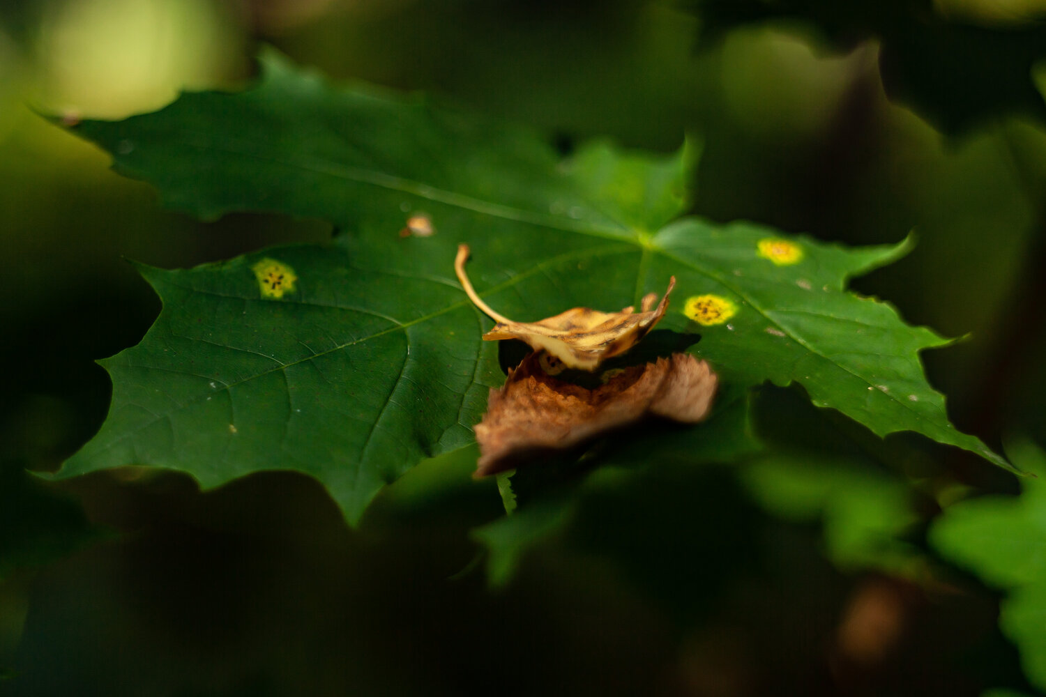 Photo #14087026
