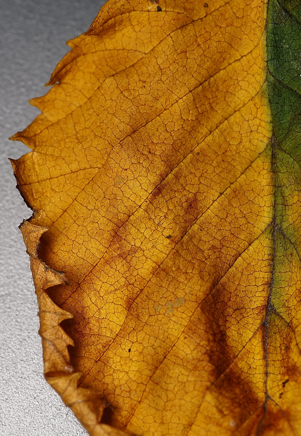 Photo #14087088