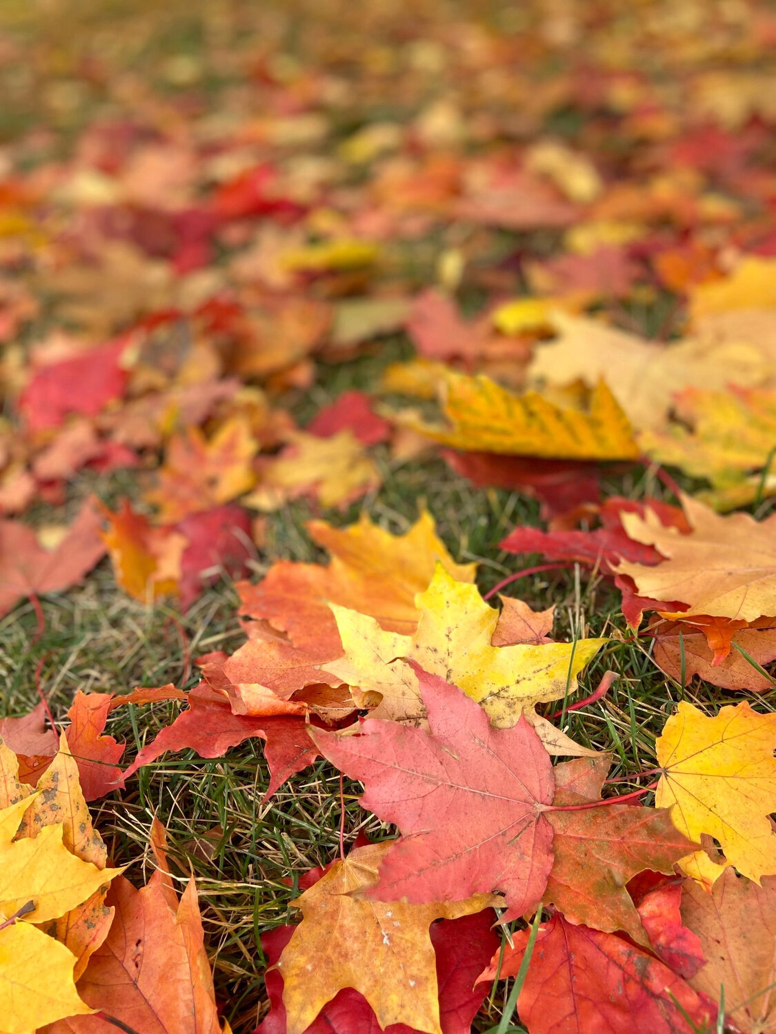 Photo #14087098
