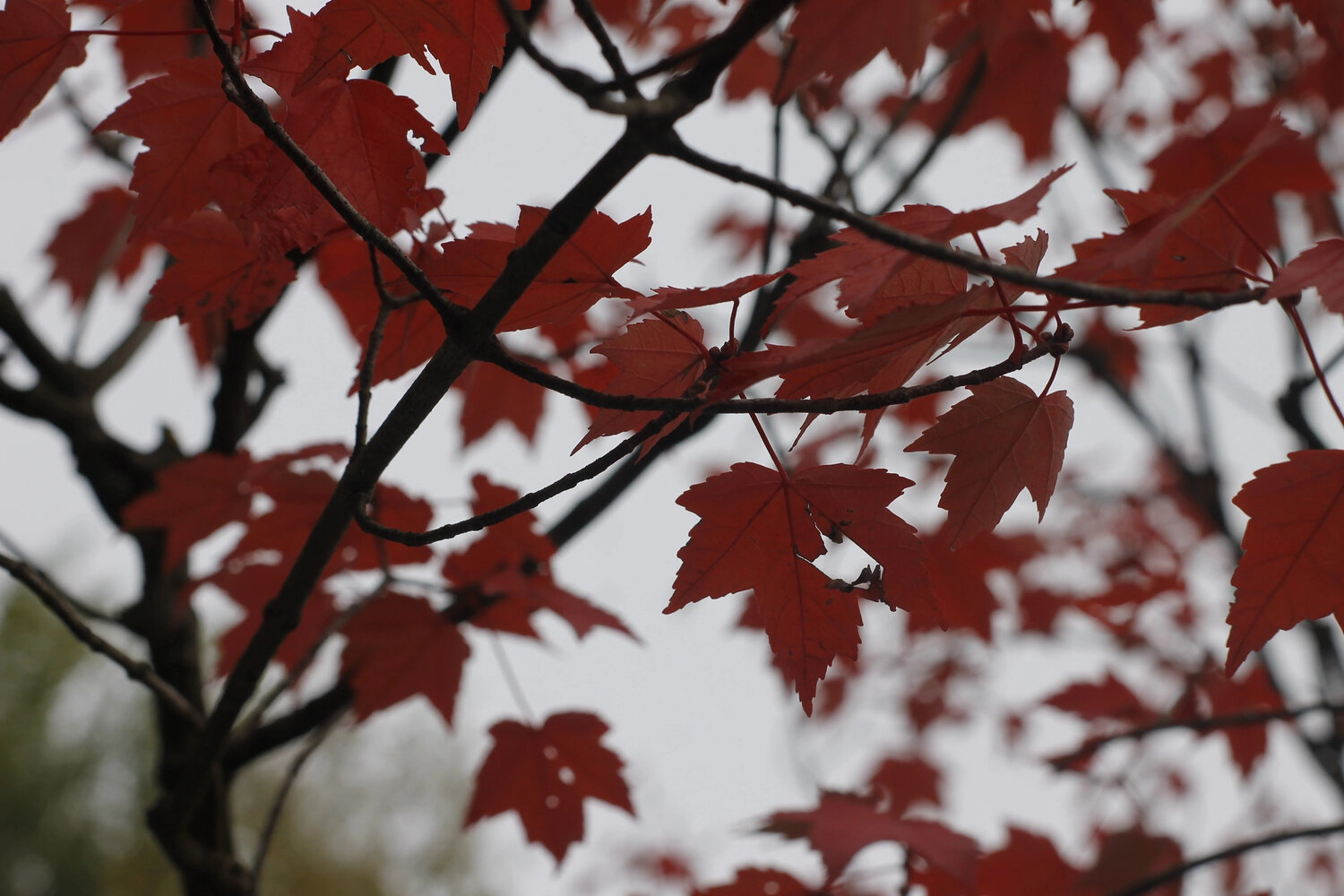 Photo #14087099