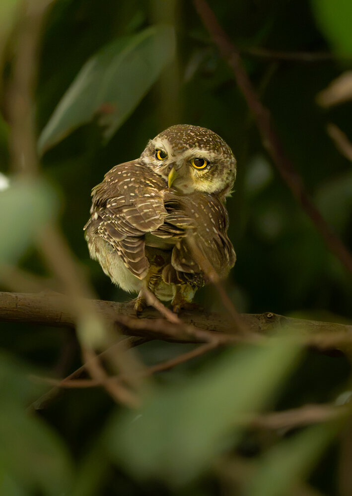 Watchful Eyes