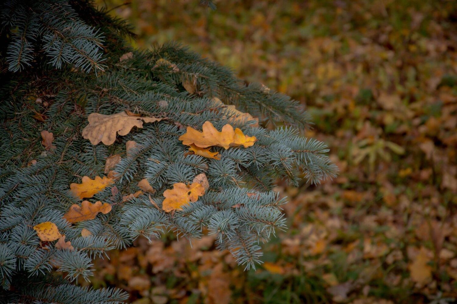Photo #14087160