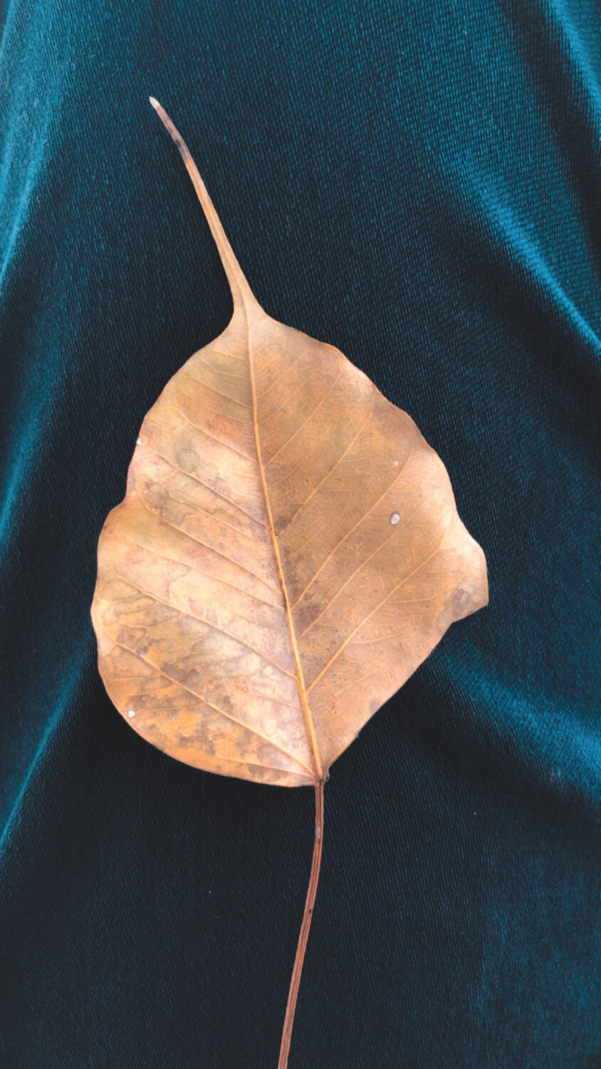 Photo #14087245